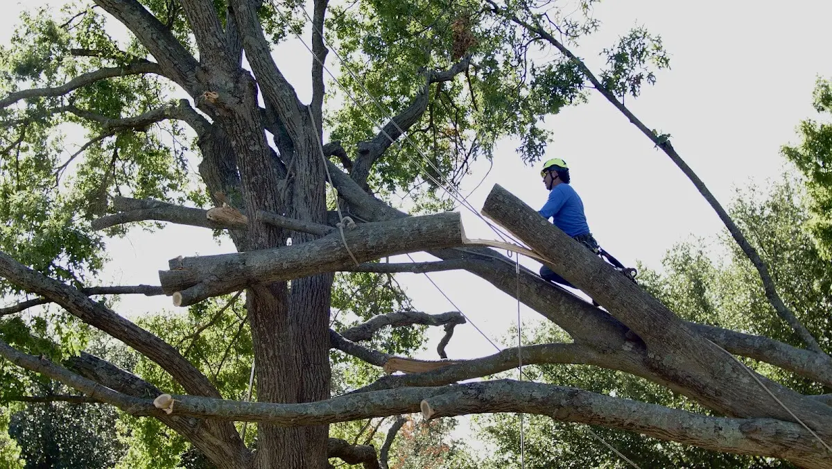 Professional Crown Thinning performed by certified arborists in Comstock